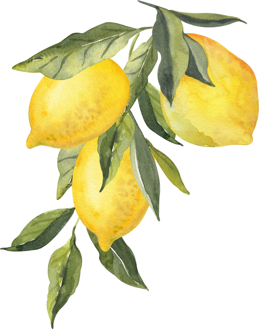 Watercolor three lemons bouquet illustration